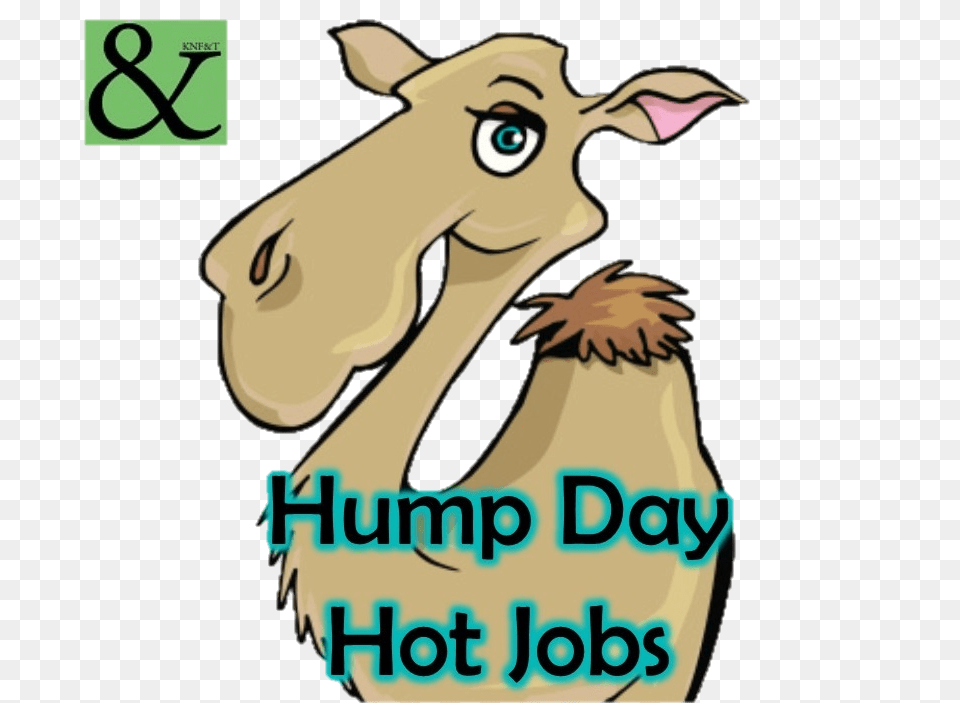 Hump Day Hot Jobs Knfampt Staffing Resources, Person, Animal, Mammal, Livestock Png