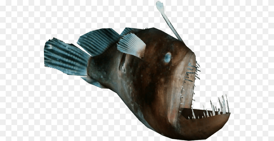Humpback Anglerfish Anglerfish, Animal, Sea Life, Fish, Person Free Transparent Png