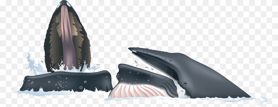 Humpback Whale, Animal, Mammal, Sea Life, Fish Png