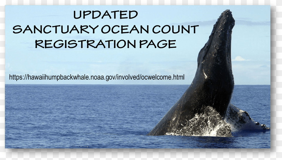 Humpback Whale, Animal, Mammal, Sea Life, Adult Free Png