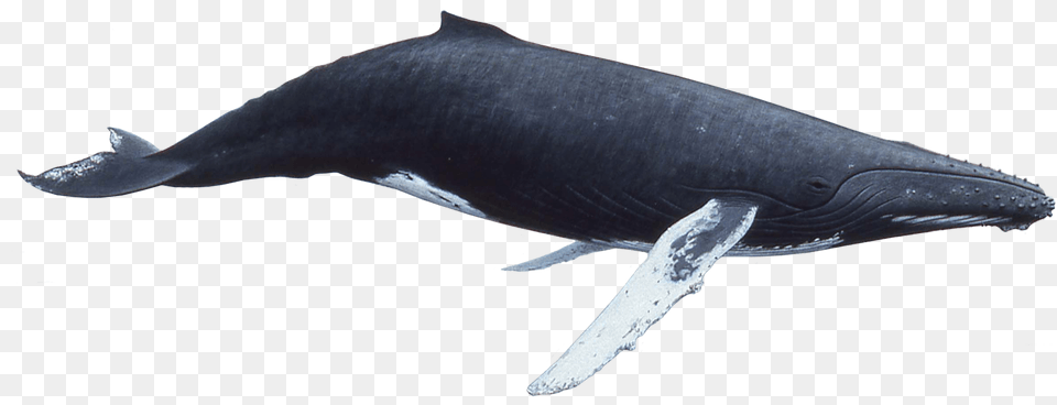Humpback Whale, Animal, Mammal, Sea Life, Fish Free Transparent Png