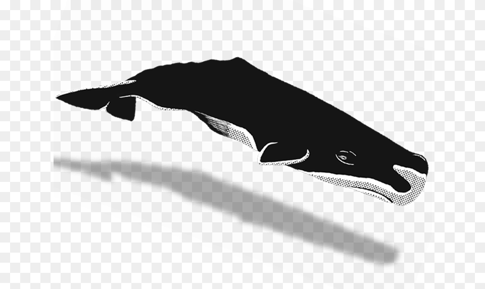 Humpback Whale, Text Free Transparent Png