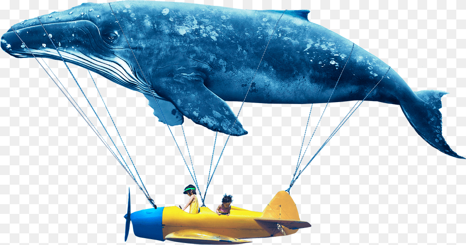 Humpback Whale, Person, Sea Life, Mammal, Animal Png Image