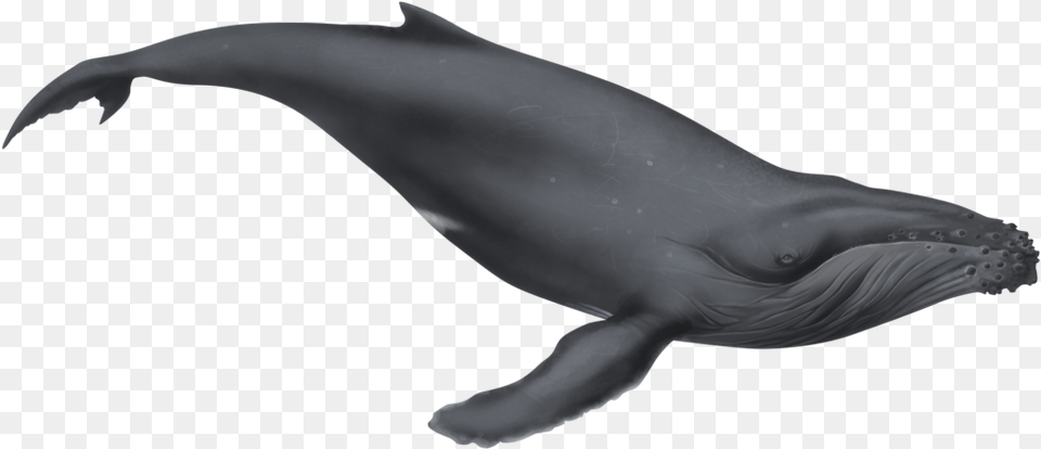 Humpback Whale Baby Whale White Background, Animal, Mammal, Sea Life, Fish Png Image