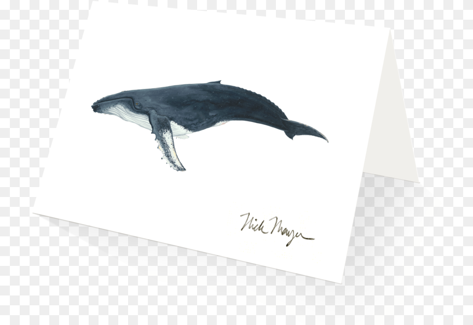 Humpback Whale Bottlenose Dolphin, Animal, Mammal, Sea Life, Fish Free Transparent Png
