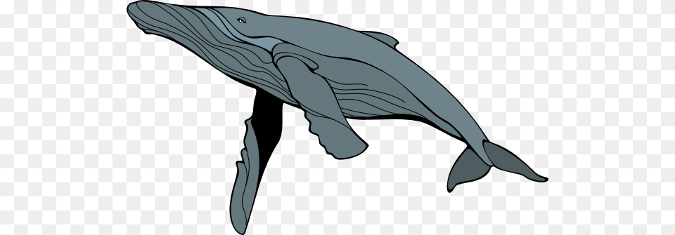 Humpback Whale Clipart, Animal, Mammal, Sea Life, Fish Free Transparent Png