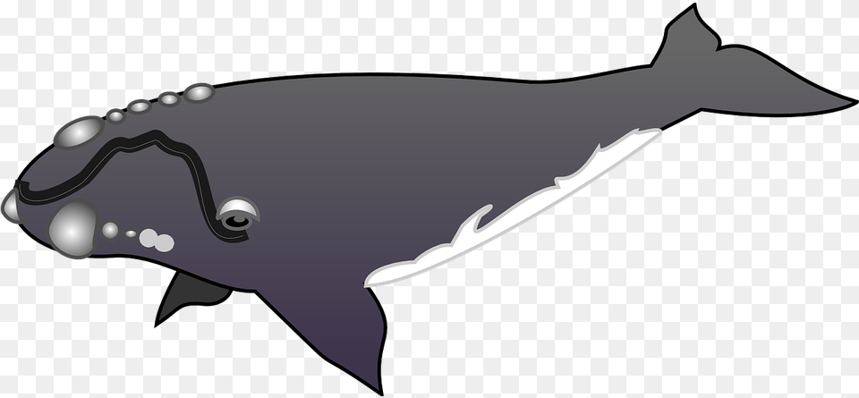 Humpback Whale Clipart Gray Whale Grey Whale Clip Art, Animal, Mammal, Sea Life Free Transparent Png