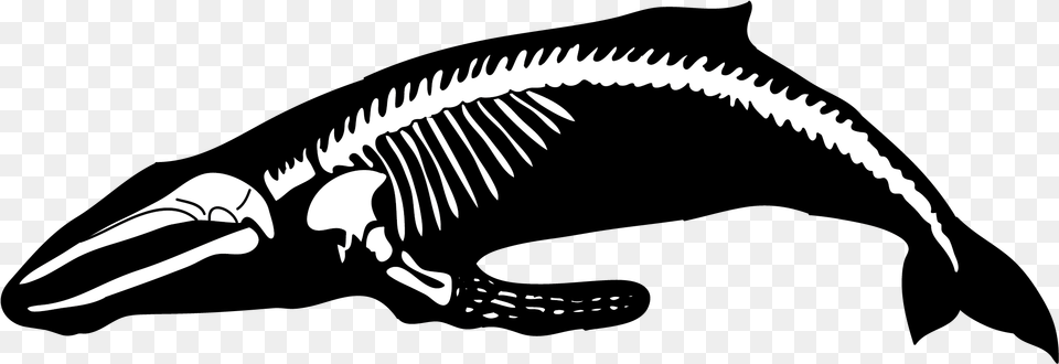 Humpback Whale Human Skeleton Blue Whale Whale Bones Clip Art, Animal, Dinosaur, Electronics, Hardware Png
