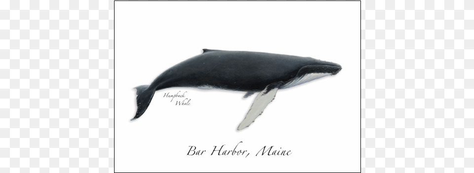 Humpback Whale Humpback Whale Illustration, Animal, Mammal, Sea Life, Fish Free Png