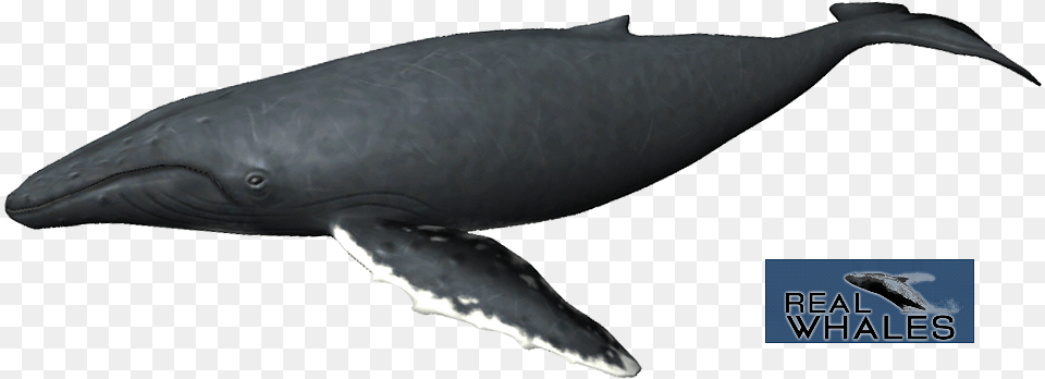 Humpback Whale Humpback Whale Transparent, Animal, Mammal, Sea Life, Fish Free Png Download