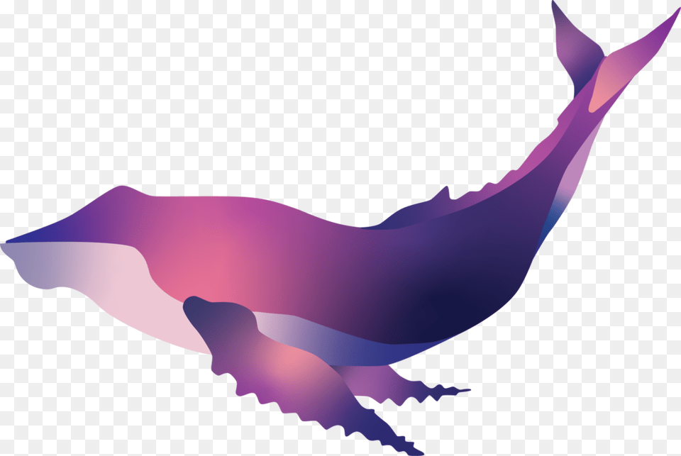 Humpback Whale Illustration, Adult, Person, Female, Woman Png