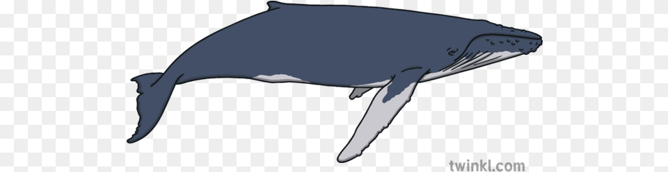 Humpback Whale Marine Wildlife Ocean Mammal Open Eyes Animal Ks1 Kahu Riding The Whale, Sea Life Png Image