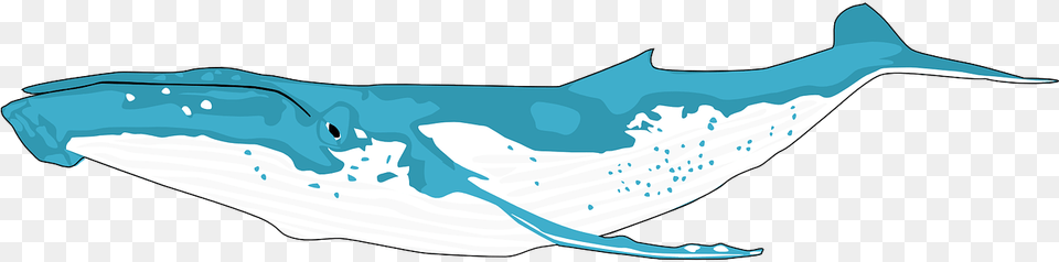 Humpback Whale Outline, Animal, Mammal, Sea Life, Fish Free Transparent Png