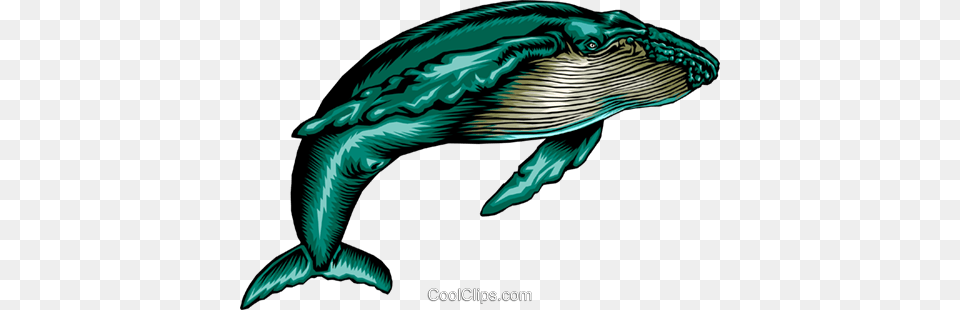 Humpback Whale Royalty Vector Clip Art Illustration, Animal, Mammal, Sea Life, Fish Free Png Download