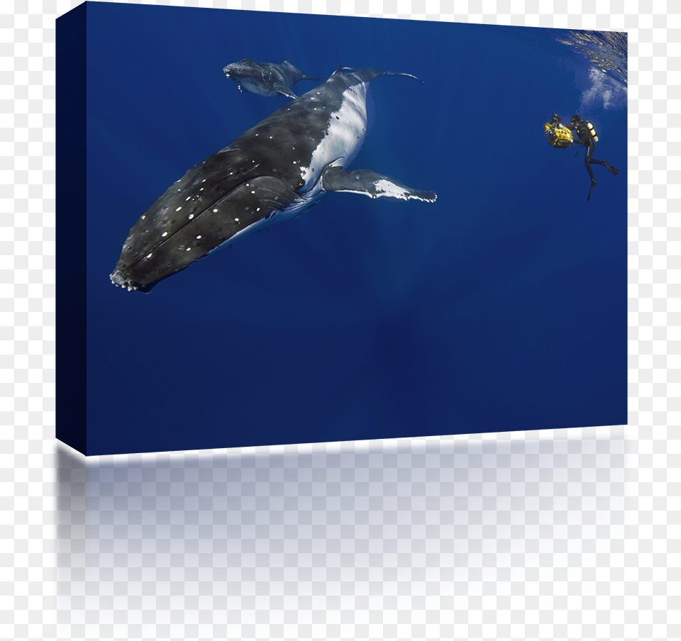 Humpback Whale Underwater, Aquatic, Water, Animal, Mammal Free Png Download