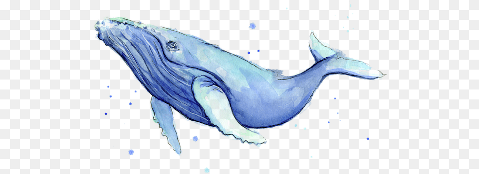 Humpback Whale Watercolor Adult Pull Humpback Whale Watercolor, Animal, Mammal, Sea Life, Fish Png Image