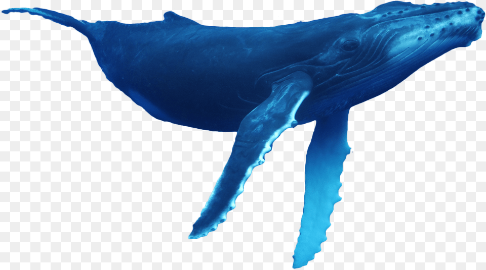 Humpback Whale Whale, Animal, Mammal, Sea Life, Fish Png