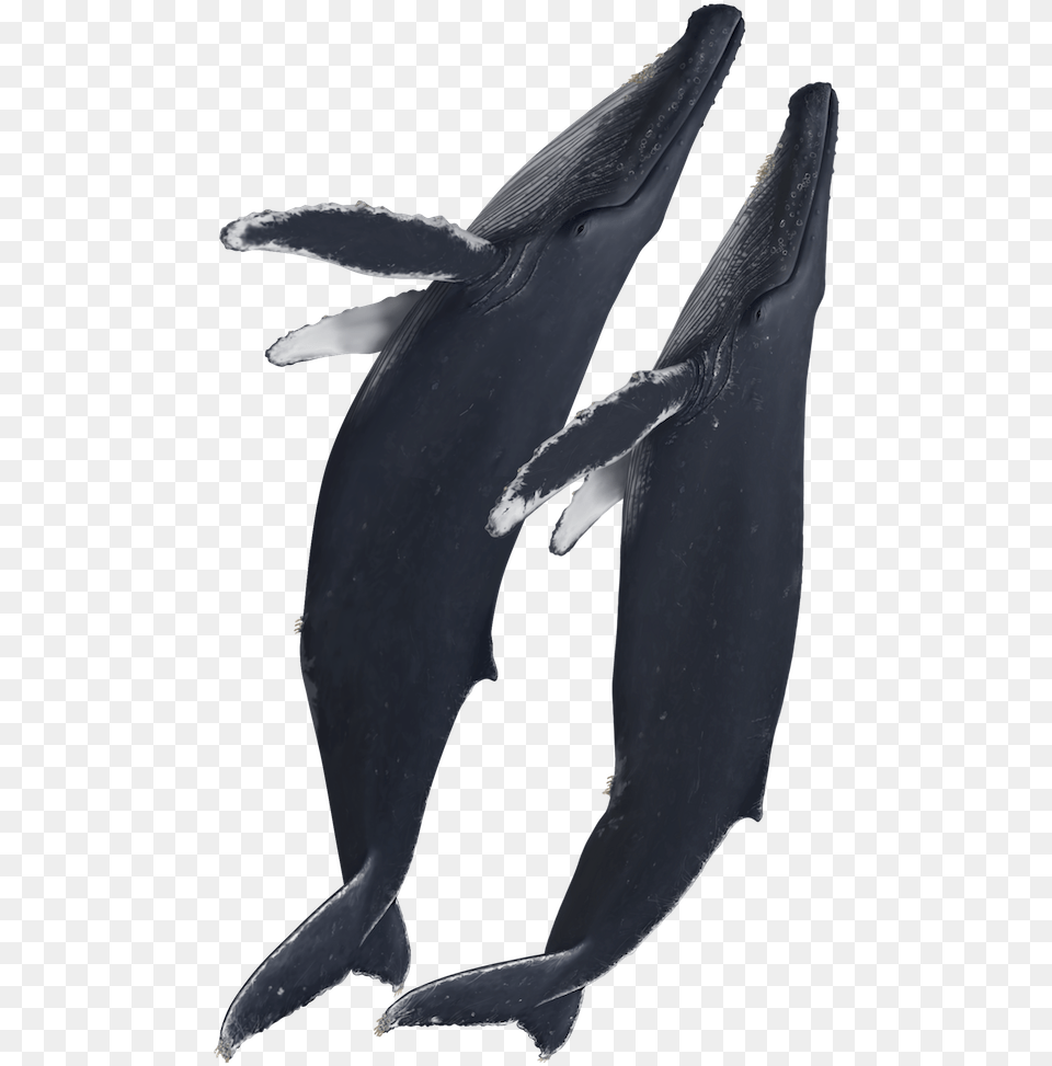 Humpback Whales Plush, Animal, Sea Life, Mammal, Fish Png