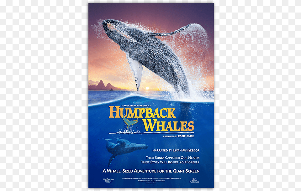 Humpback Whales Poster Humpback Whales Movie Poster, Advertisement, Animal, Mammal, Sea Life Png Image