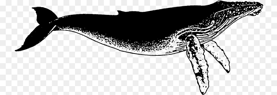 Humped Back Whale Rubber Stamptitle Humped Back Humpback Whale, Gray Free Png