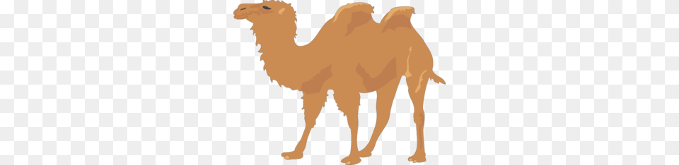 Humps Clipart, Animal, Camel, Mammal, Person Free Transparent Png