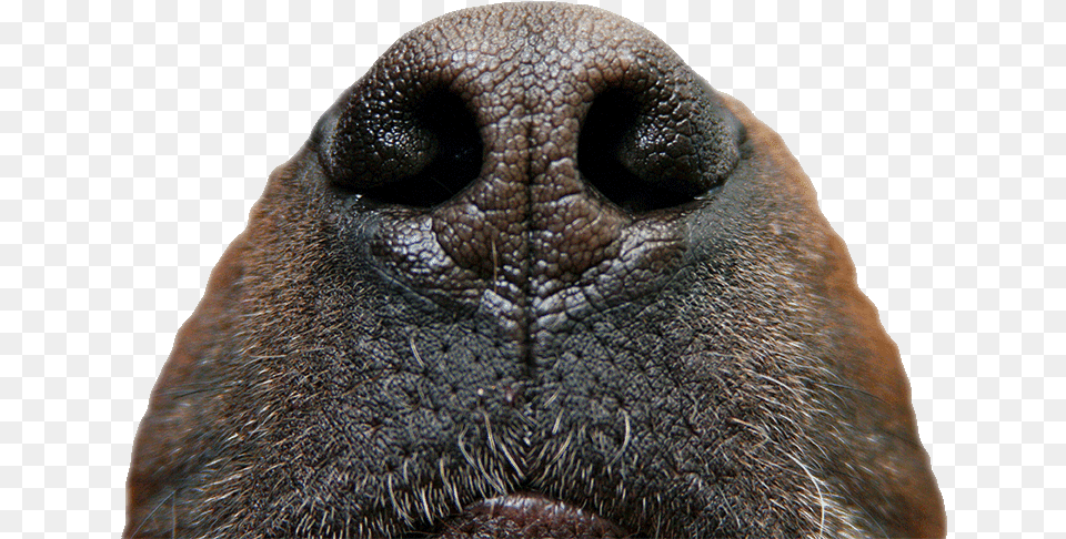 Hunde Riechen, Snout, Animal, Lizard, Reptile Png Image