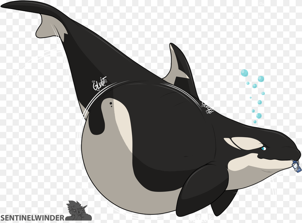 Hungriest Orca, Animal, Mammal, Sea Life, Whale Free Transparent Png