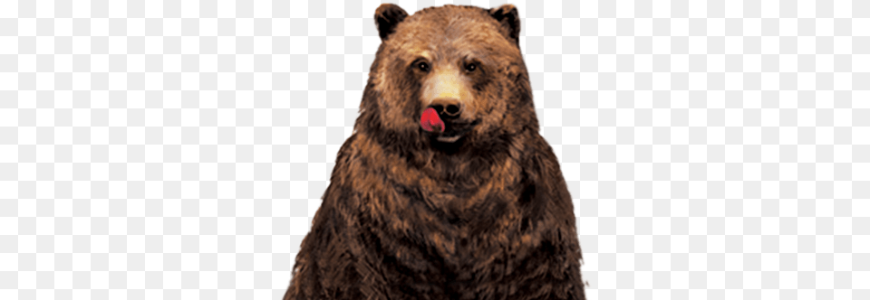 Hungry Bear Character Hungry Bear, Animal, Mammal, Wildlife, Brown Bear Png Image