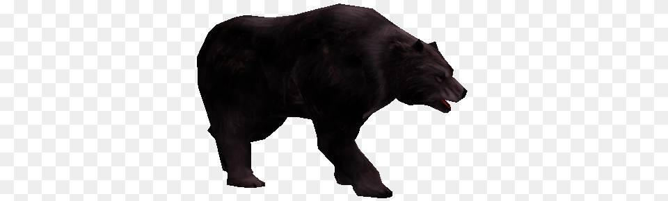 Hungry Black Bear, Animal, Mammal, Panther, Wildlife Png Image