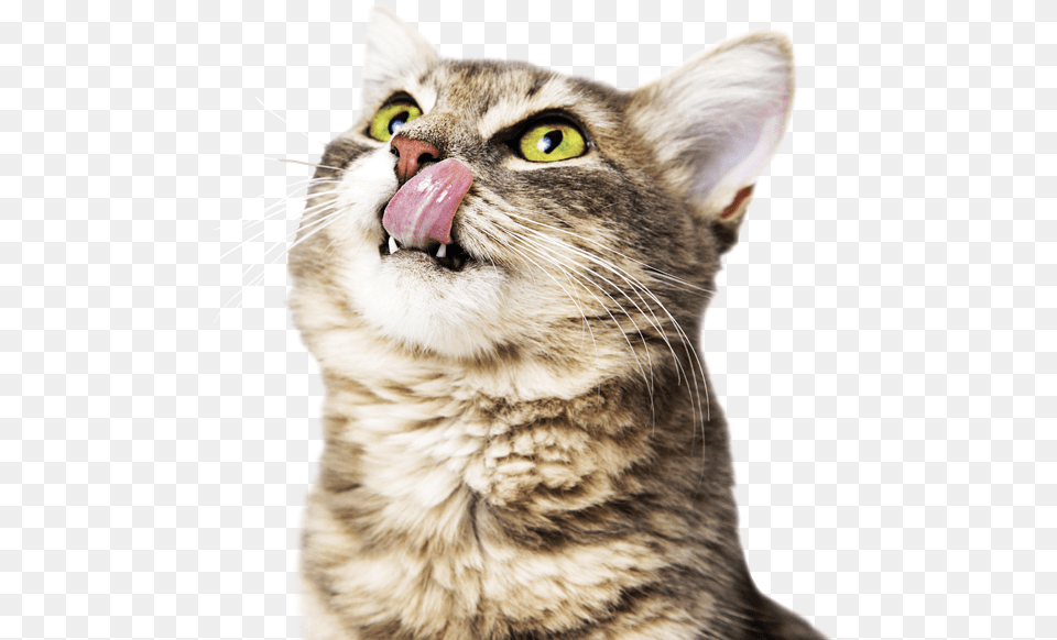 Hungry Cat And Dog, Body Part, Mouth, Person, Animal Png Image