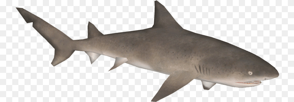 Hungry Shark Fanon Wiki Sand Tiger Shark, Animal, Fish, Sea Life Png