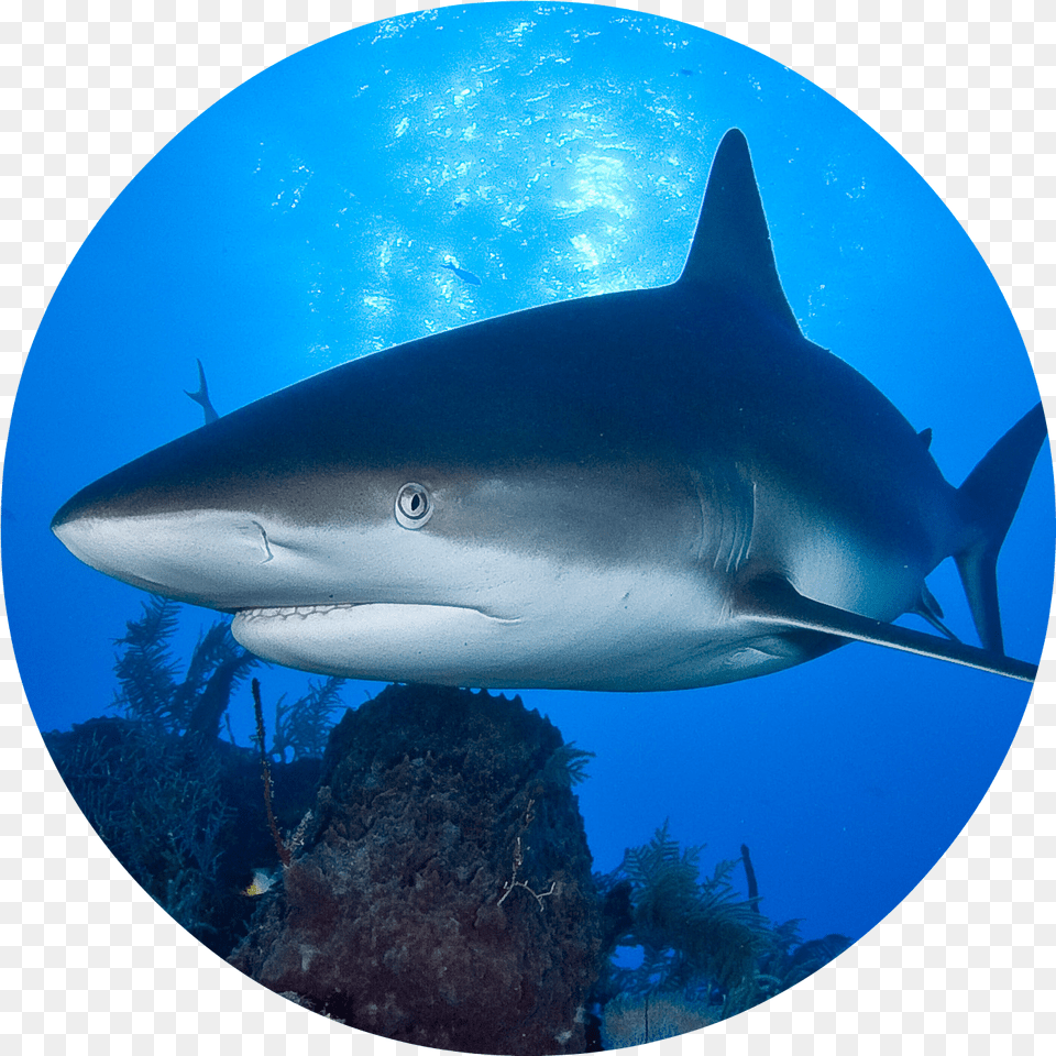 Hungry Shark World Evolution All Skins, Animal, Fish, Sea Life Png