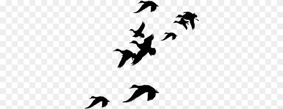 Hunting Clipart Waterfowl Flying Ducks Silhouette, Animal, Bird, Flock Free Transparent Png