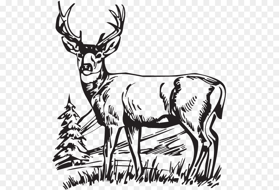 Hunting Deer Drawings Clipart White Tailed Deer Deer, Animal, Elk, Mammal, Wildlife Png