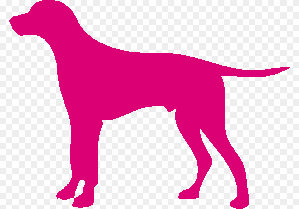 Hunting Dog, Animal, Canine, Mammal, Pet Png Image