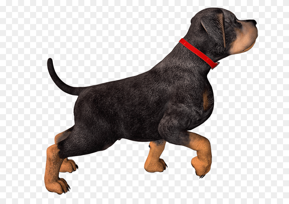 Hunting Dog Hd Transparent Hunting Dog Hd Images, Animal, Canine, Mammal, Pet Png Image