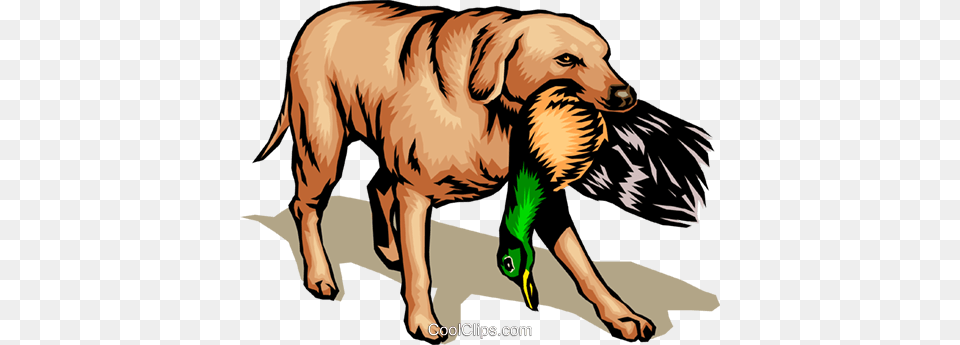 Hunting Dog Royalty Vector Clip Art Illustration, Pet, Animal, Canine, Golden Retriever Free Png Download
