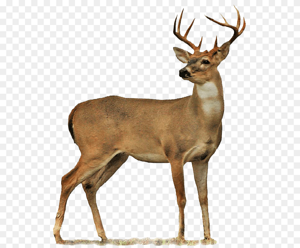 Hunting Oklahoma Department Of Wildlife Conservation Art, Animal, Antelope, Deer, Mammal Free Png Download