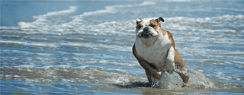 Huntington Dog Beach, Animal, Bulldog, Canine, Mammal Free Transparent Png