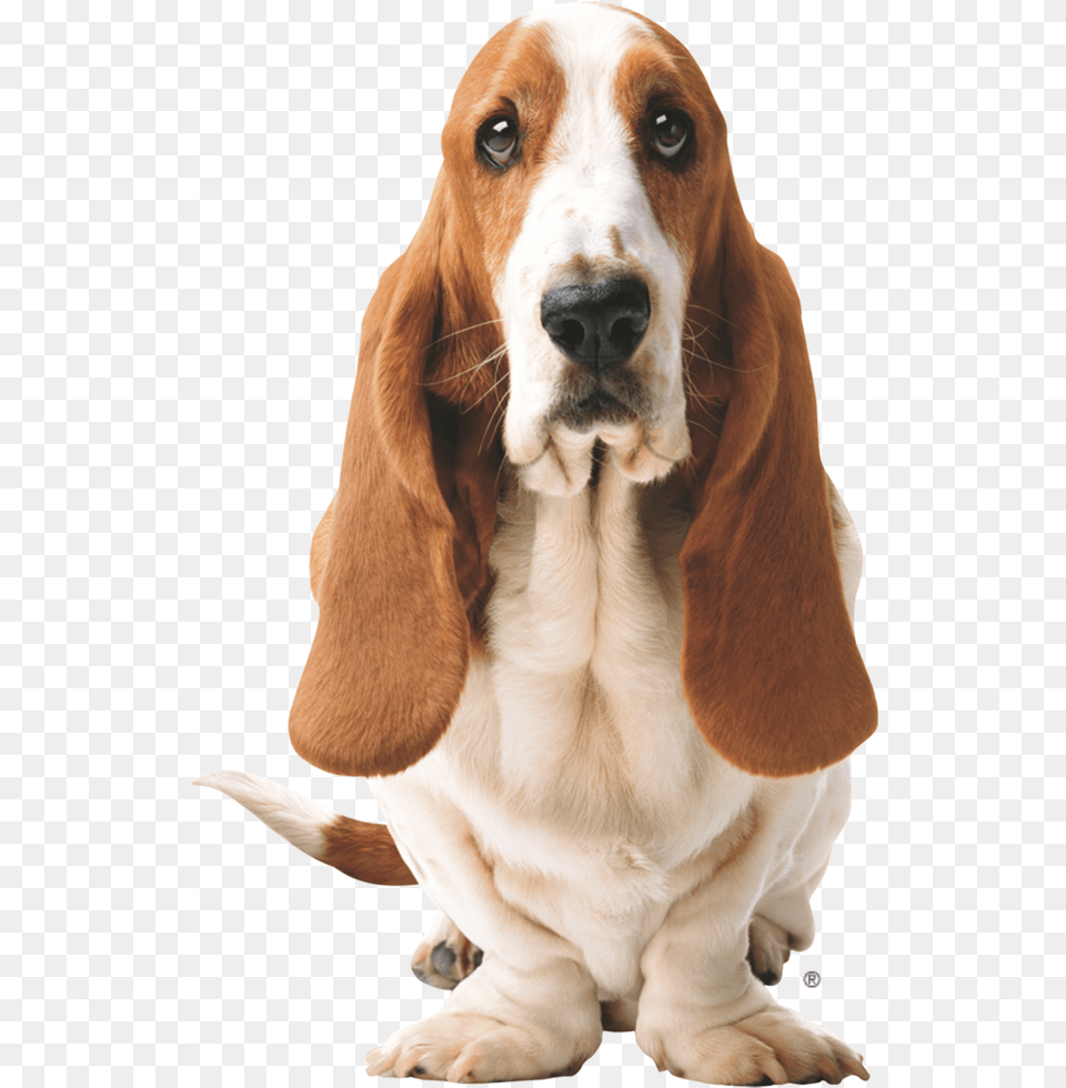 Hush Puppies Logo Hush Puppies, Animal, Canine, Dog, Hound Free Transparent Png