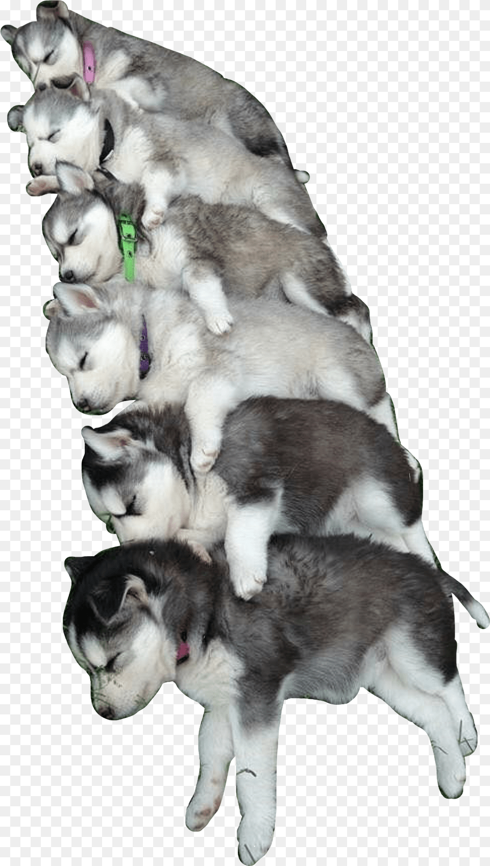 Huskies Pup Puppy Puppies Dogs Dog Dawg Cute, Animal, Canine, Husky, Mammal Png