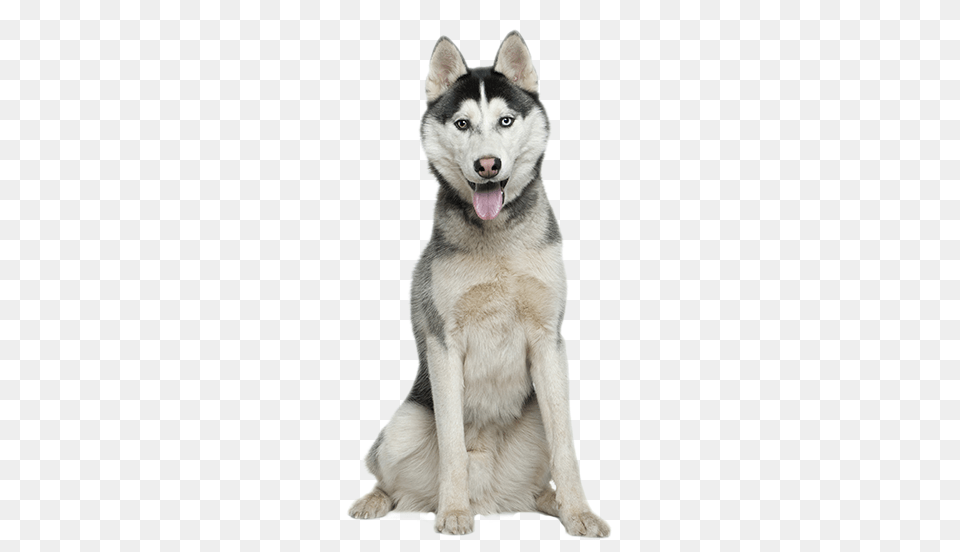 Husky, Animal, Canine, Dog, Mammal Free Png Download