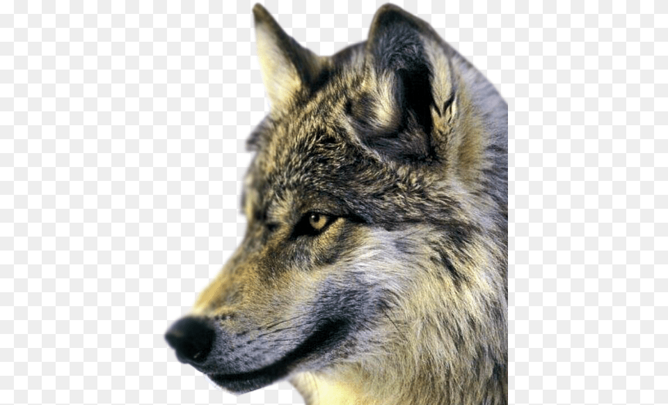 Husky, Animal, Mammal, Wolf, Coyote Free Png Download