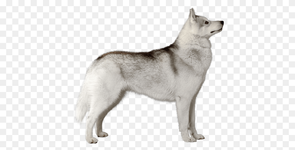 Husky, Animal, Canine, Dog, Mammal Png