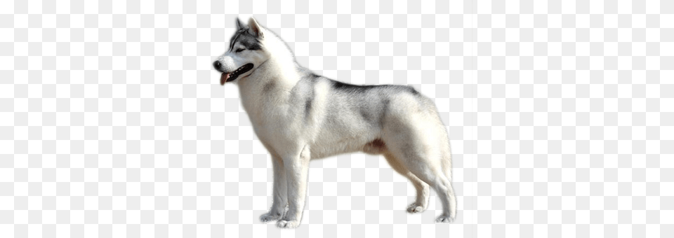 Husky, Animal, Canine, Dog, Mammal Png