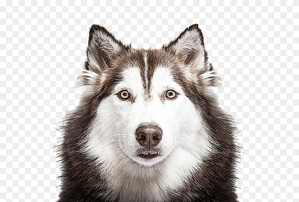 Husky, Animal, Canine, Dog, Mammal Png