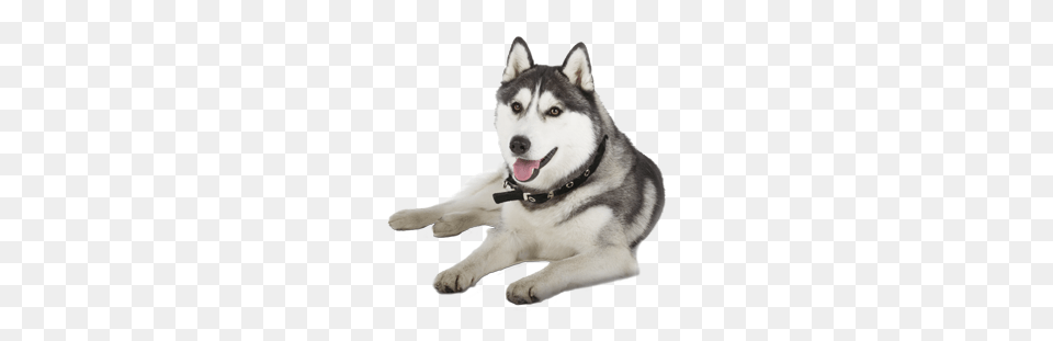 Husky, Animal, Canine, Dog, Mammal Free Transparent Png