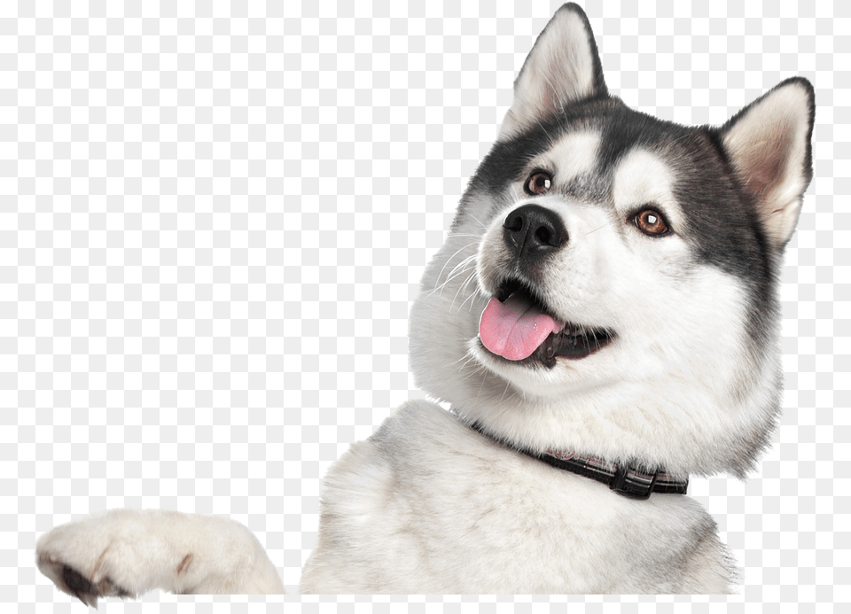 Husky, Animal, Canine, Dog, Mammal Png Image