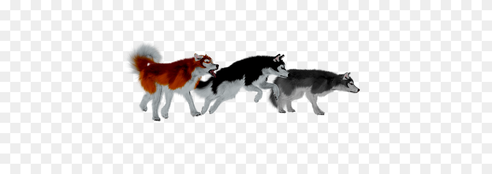 Husky Animal, Canine, Dog, Mammal Free Transparent Png