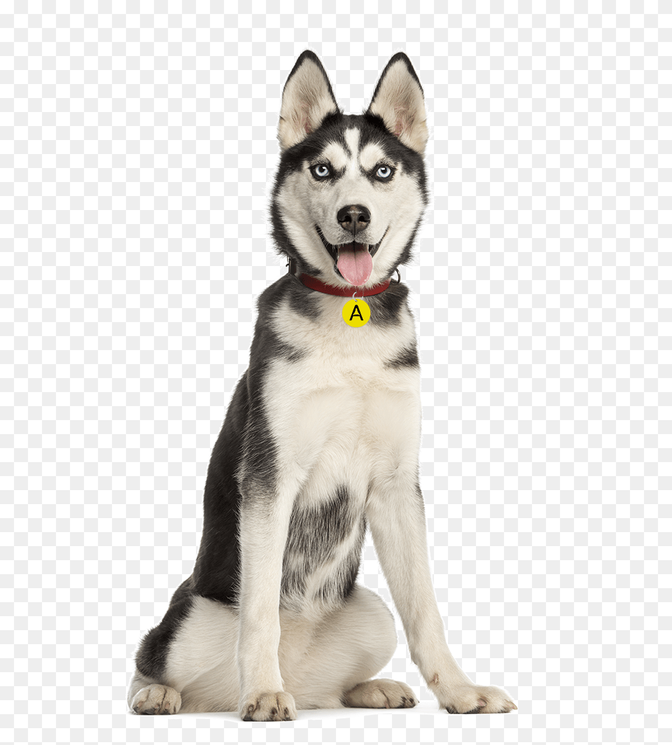 Husky, Animal, Canine, Dog, Mammal Free Transparent Png